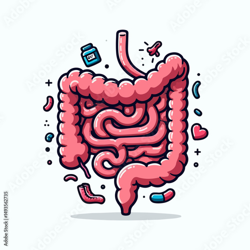 human intestine vector illustration 