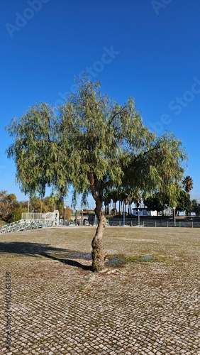 Lone Tree on Cobblestone Square under Clear Blue Sky in Urban Park