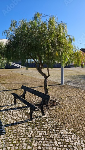 Park Bench Under Tree on Cobblestone Square with Blue Sky