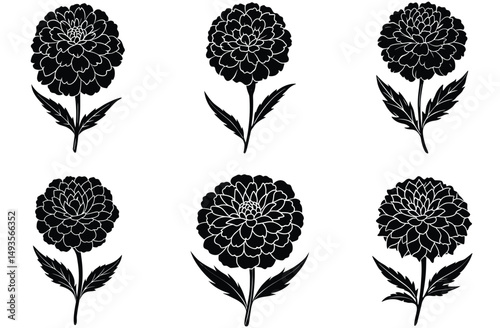 MARIGOLD FIOWER VECTOR