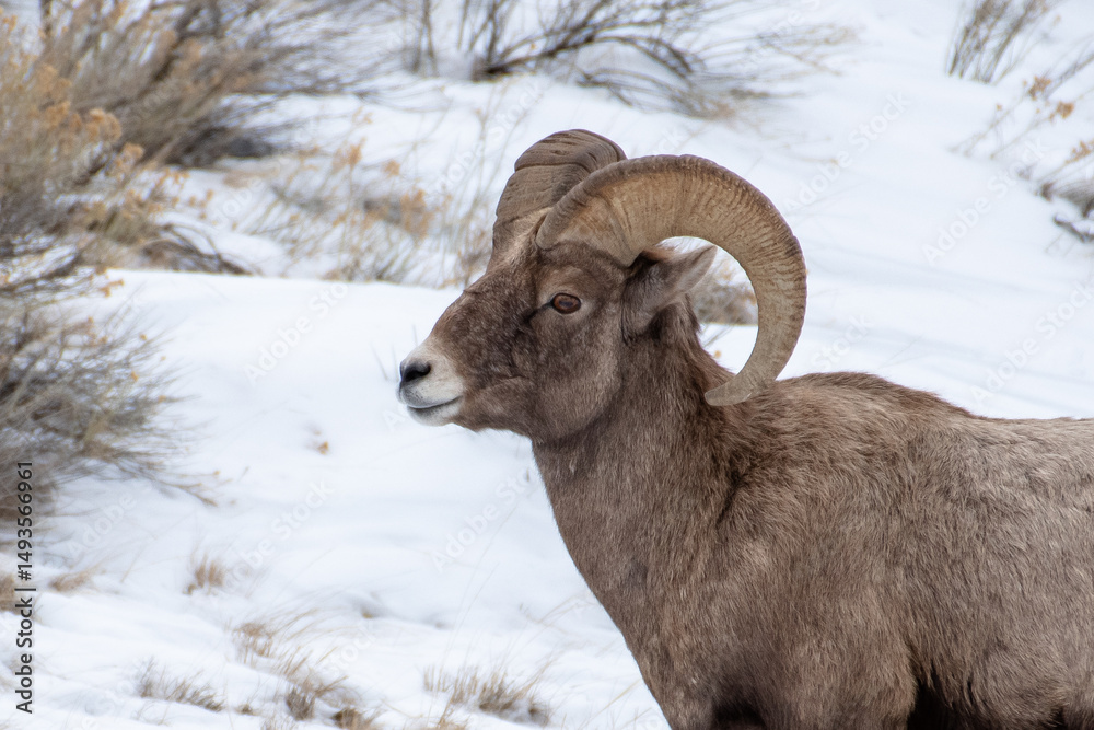 Obraz premium Bighorn sheep