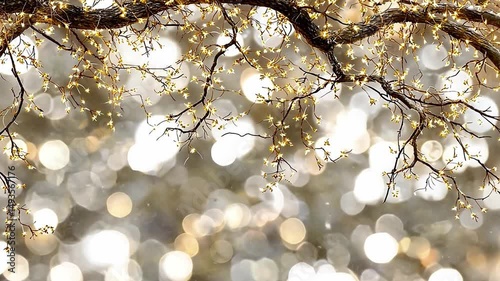 Soft Glowing Lights on Tree Branches Against a Gentle Bokeh Background of Natural Serenity