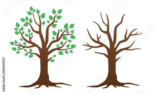 Tree with and without foliage. Vector illustration isolated on white background.