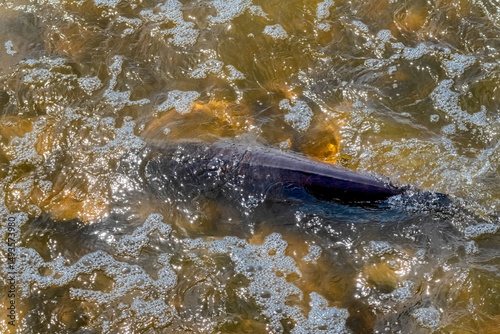 Lake Sturgeon Spawning At The Fox River Dam And Rapids At De Pere, Wisconsin, In Spring