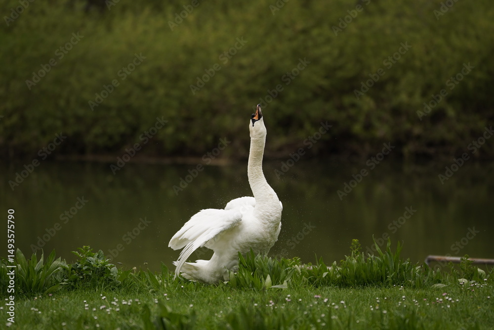 Obraz premium Schwan