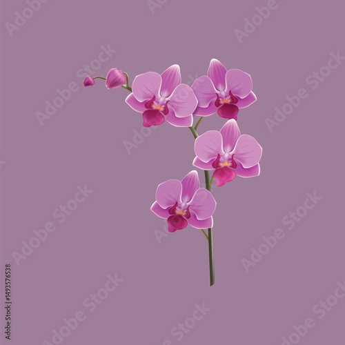 pink orchid flowers