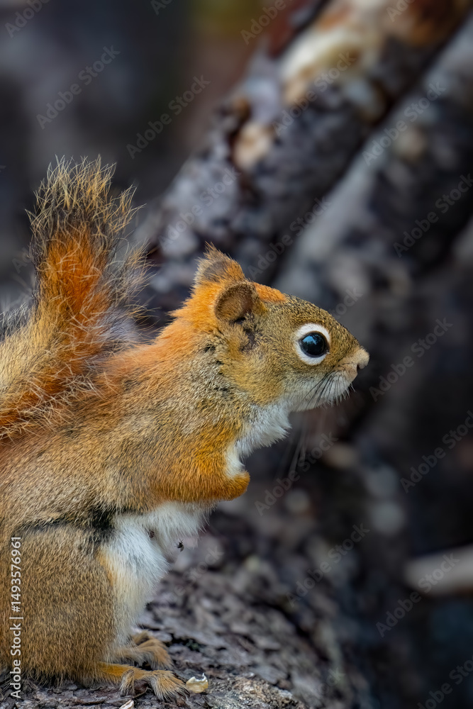Fototapeta premium squirrel eating nut