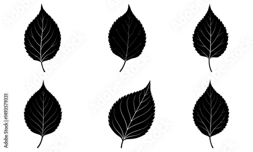Birch Leaf Silhouette vector illustration