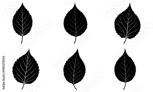 Birch Leaf Silhouette vector illustration