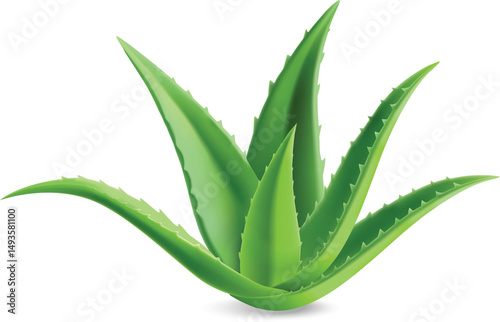 aloe vera plant
