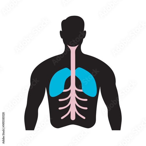 Diaphragm Muscle Located Beneath Lungs Silhouette