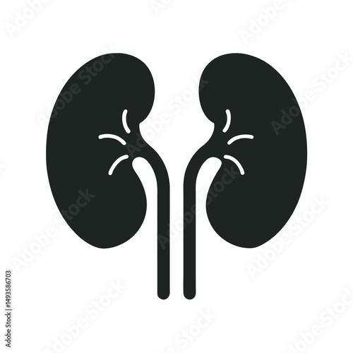 Human Kidneys With Ureter Anatomy Silhouette