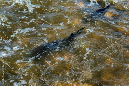 Nature; sturgeon; lake sturgeon; fish; animal; wild; wildlife; spawning; water; river; rapids; dam; outdoors; environment; beauty; travel; tourism; De Pere; Wisconsin
