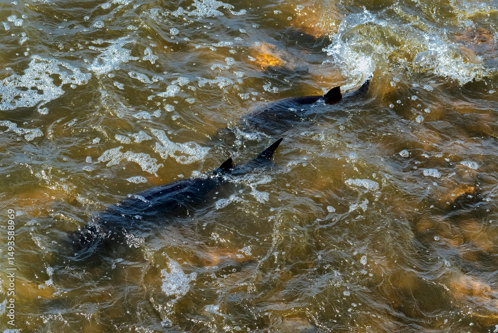 Obraz premium Nature; sturgeon; lake sturgeon; fish; animal; wild; wildlife; spawning; water; river; rapids; dam; outdoors; environment; beauty; travel; tourism; De Pere; Wisconsin