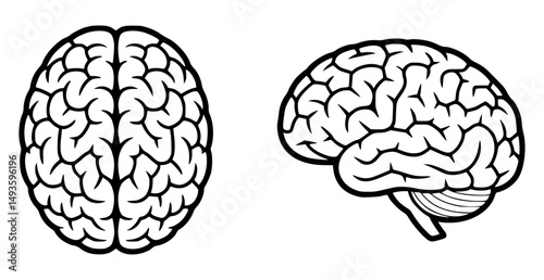 Human brain vector illustration in black and white
