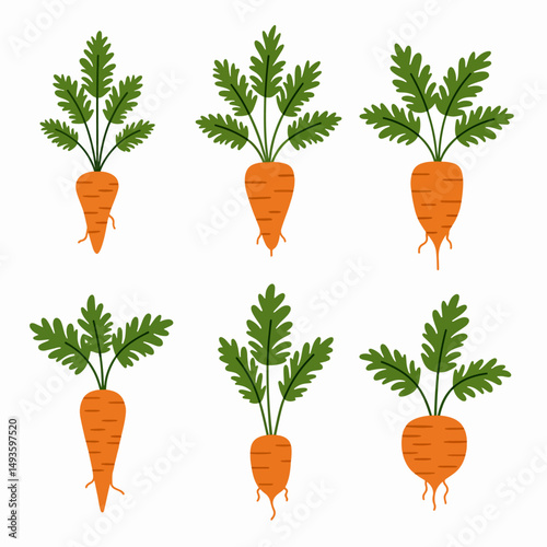 Carrot plant collection healthy veggie fresh food