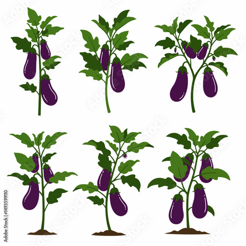 Eggplant plant growing vegetables agriculture garden
