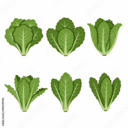 Fresh lettuce varieties assortment garden greens