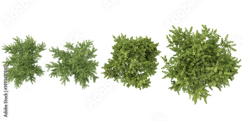 Collection of Platanus,Populus trees on transparent background from the top view