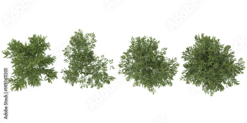 Collection of Populus trees on transparent background from the top view