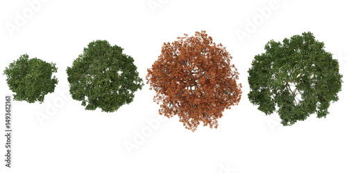 Collection of Quercus trees on transparent background from the top view