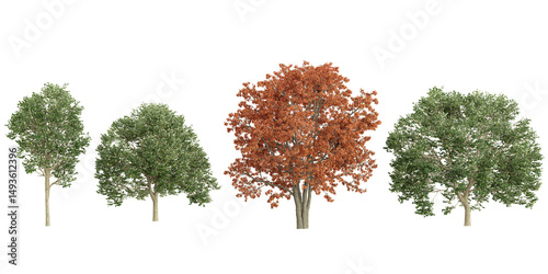 Collection of Quercus trees on transparent background