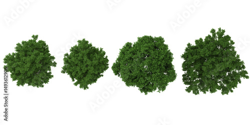 Collection of Robinia,Ulmus trees on transparent background from the top view
