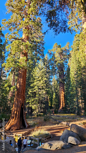 Giant sequoia trees in a national park, showcasing the awe-inspiring scale and natural beauty of one of the world’s largest tree species. 
