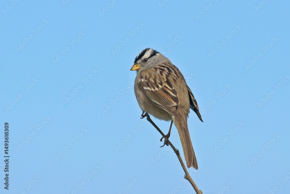 Fototapeta premium White crowned sparrow perched on twig.