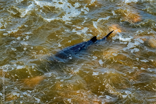 Lake Sturgeon Spawning At The Fox River Dam And Rapids At De Pere, Wisconsin, In Spring