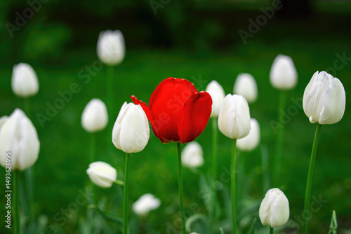 A single vibrant red tulip stands out against a backdrop of white tulips, creating a striking floral contrast