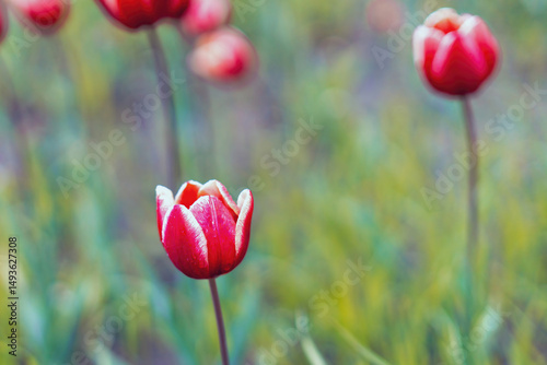 A vibrant red-white tulip stands out against a soft yellow-green blurred background, creating a striking spring contrast