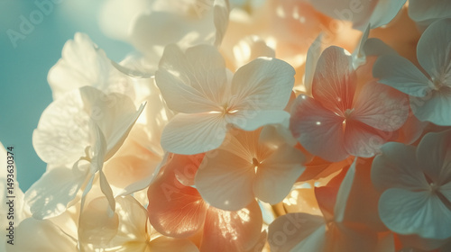 Delicate hydrangea petals in pastel tones glowing under warm spring sunlight
