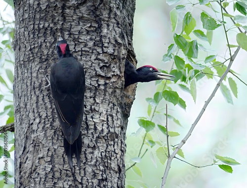 Black woodpeckers interacting on a tree trunk, including a fledgling and adult pair. Captured in the wild forest of Korea, ideal for wildlife, birdwatching, and nature themes.

