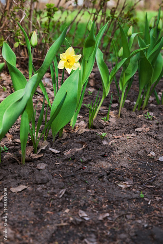 Blooming yellow daffodils buds in early spring grow in the garden. It's the time of awakening dawn.  Stems and buds. 
