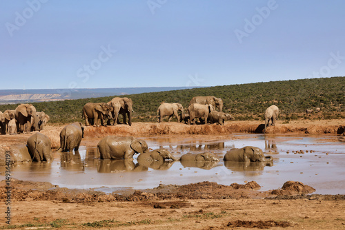 large group of elephants in a mud lake, south Africa
