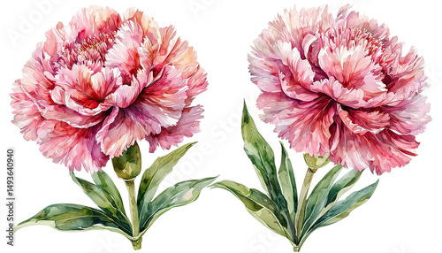 Fototapeta Naklejka Na Ścianę i Meble -  a delicate watercolor painting depicts two fully bloomed pink peony flowers with lush green foliage against a white background.