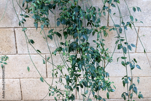 Stone and concrete wall in the city park