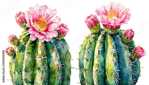 Fototapeta Naklejka Na Ścianę i Meble -  a delicate watercolor painting depicts two blooming saguaro cacti with vibrant pink flowers and detailed spines against a white background.