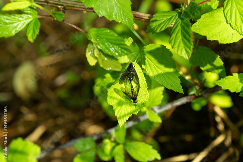 Two gold-backed snipe flies mating on a wild blackberry vine in mid May in Northeast Tennessee.  Chrysopilus thoracicus.