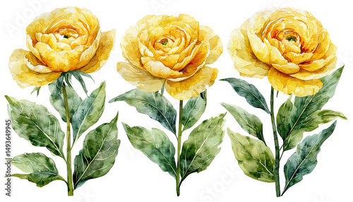 Fototapeta Naklejka Na Ścianę i Meble -  a delicate watercolor illustration depicts three golden yellow peony blooms with lush green foliage against a white background.