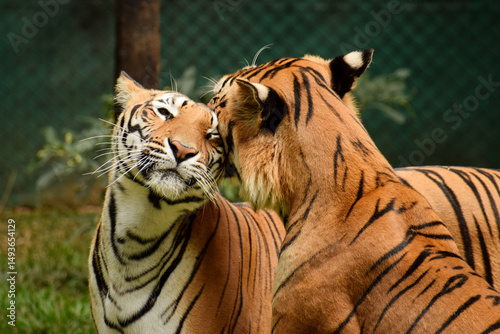 The Royal Couple 