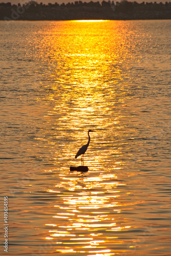Fishing in golden tranquility at Kollam, Kerala