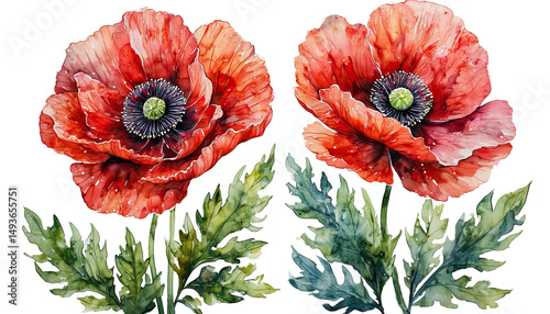 Fototapeta Naklejka Na Ścianę i Meble -  a delicate watercolor painting depicts two vibrant red poppy flowers alongside their lush green foliage.
