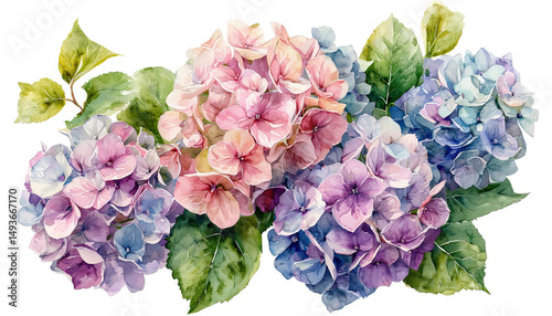 Fototapeta Naklejka Na Ścianę i Meble -  a delicate watercolor painting showcases a vibrant arrangement of hydrangea blooms in shades of pink, purple, and blue, complemented by lush green foliage.