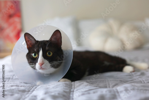 A beautiful cat is resting at home comfortably in a recovery cone, appearing so calm and adorable