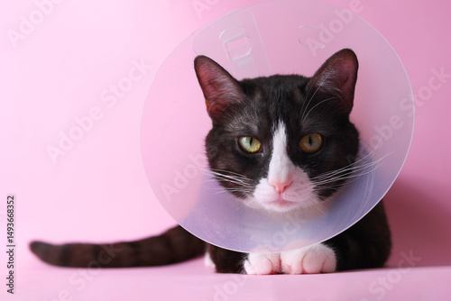 A Cute Cat in a Cone with a Bright Background Adorable Animal Photography