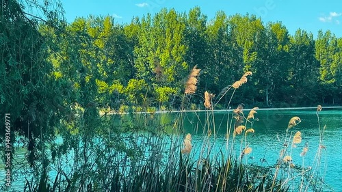 Leaves, shrubs, and flowers sway in the wind; in the distance, a beautiful blue lake and a green forest can be seen in the background.