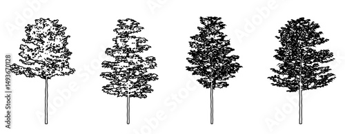 Set or collection of American Sycamore trees as a black line drawing silhouette on white background. Concept or conceptual vector for nature, planet, ecology conservation, strength, endurance and  bea