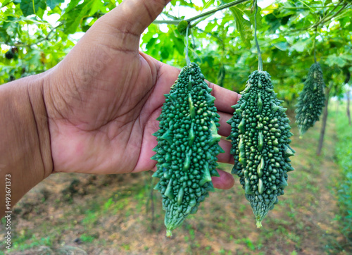 Hand holding fresh green bitter gourds hanging on vine in a lush organic garden